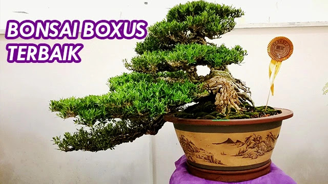 bonsai boxus terbaik mame juara