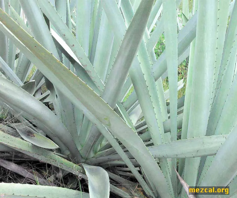 Maguey Espadín (Agave angustifolia Haw.) in the town of El Vado, municipality of La Compañía, Oaxaca. This species is the most cultivated in the State.