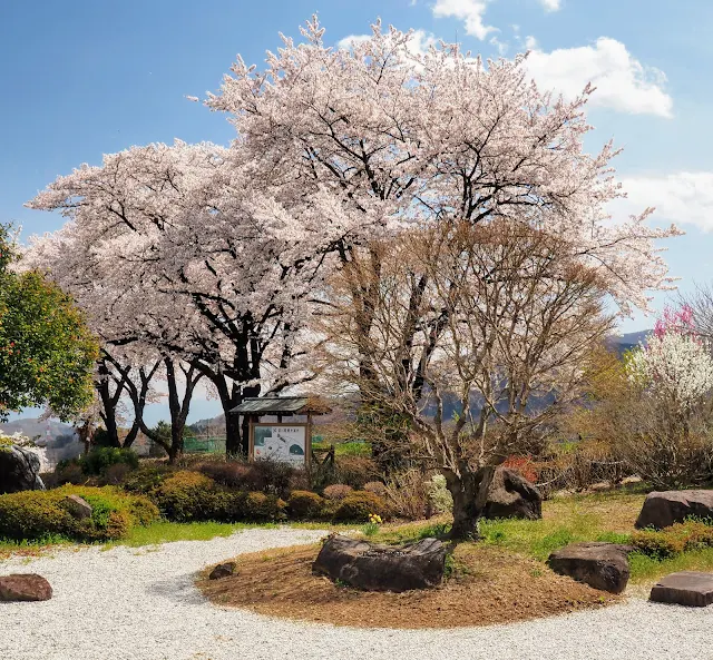 萬休院　桜　日本庭園