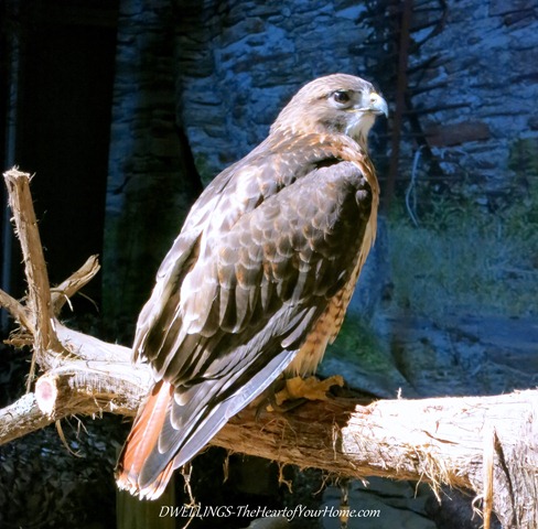 Southern Spring Show red tailed hawk