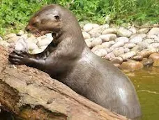 Ariranha, também conhecida como lontra-gigante