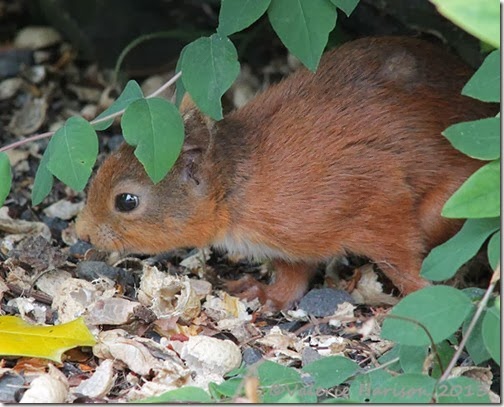 Red-Squirrel