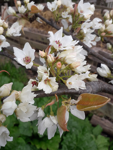 Груша грушелистная (Pyrus pyrifolia)