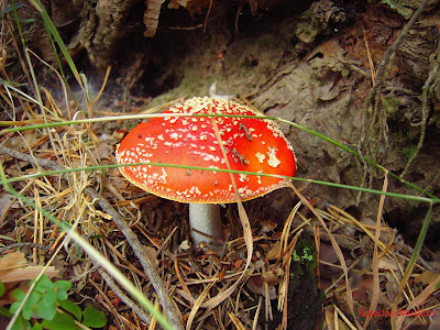 Foto de Amanita Muscaria o Matamoscas abierta -EspadasyMuslitos