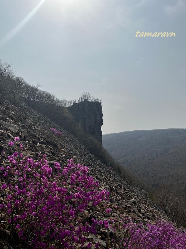 Цветение рододендрона остроконечного (Rhododendron mucronulatum) в 2024 году