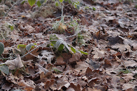 one minute in the frosty forest