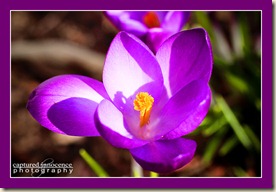 Purple Crocus.jpg