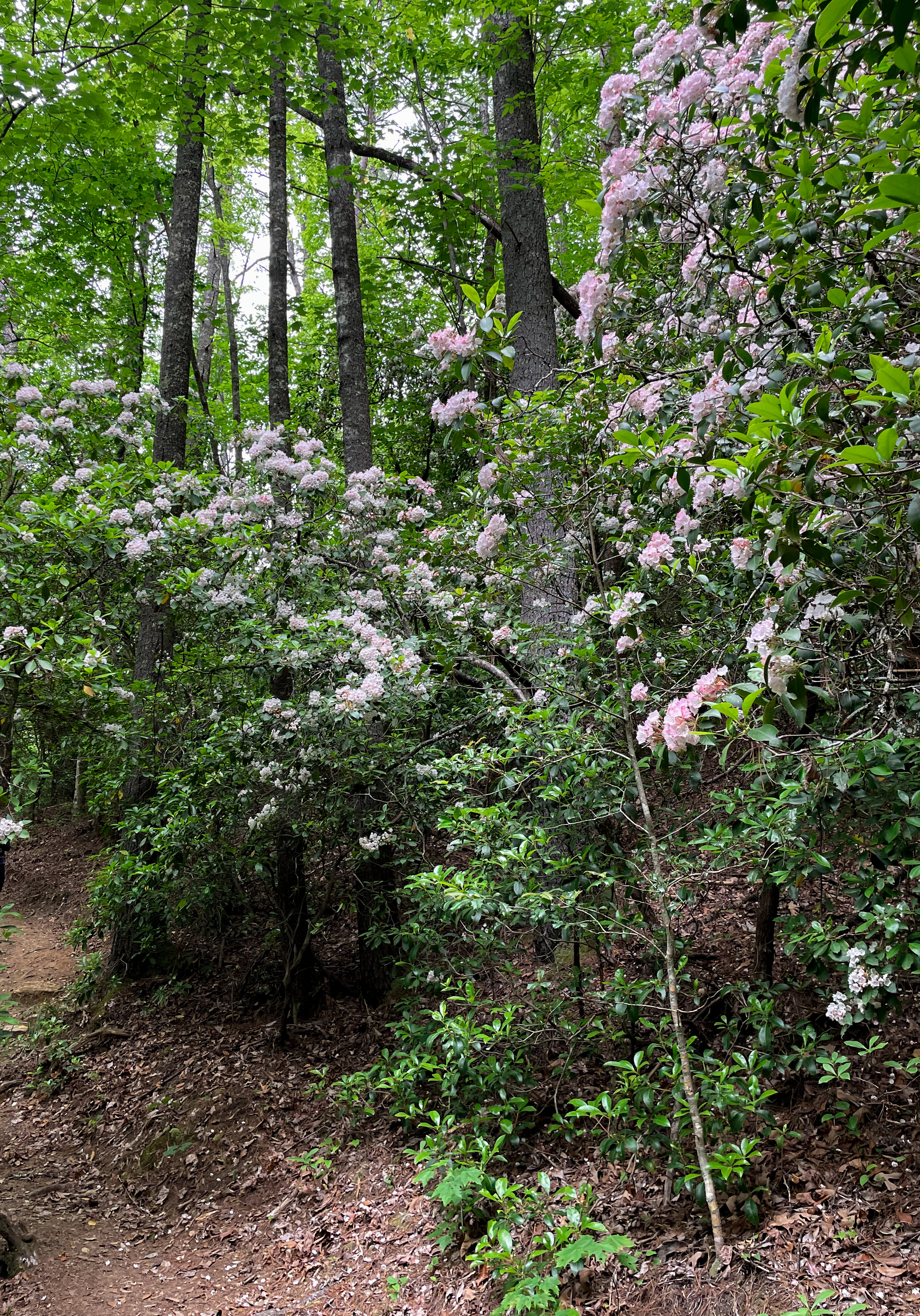 King Creek Falls Trail, SC