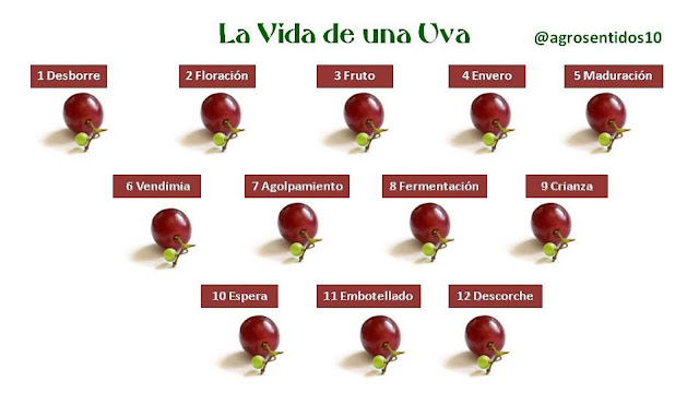 Uvas, Viñedos, Grape, Alimentación, vineyard, agrosentidos. wine, Vino