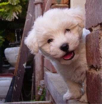 pics of cute puppies and dogs. Cute Puppy Dogs Photos: Cute