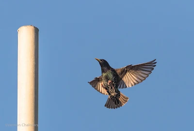 Canon EOS 7D Mark II / 400mm Lens (Wide Zone AF for Birds in Flight)