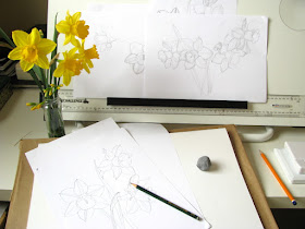 Artist desk with daffodils and drawings of daffodils by Shevaun Doherty