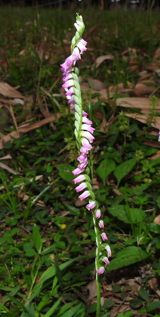 綬草的花序