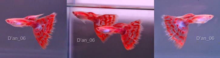 gambar guppy red mozaic | ikan hias, ikan guppy | anekaikanhias