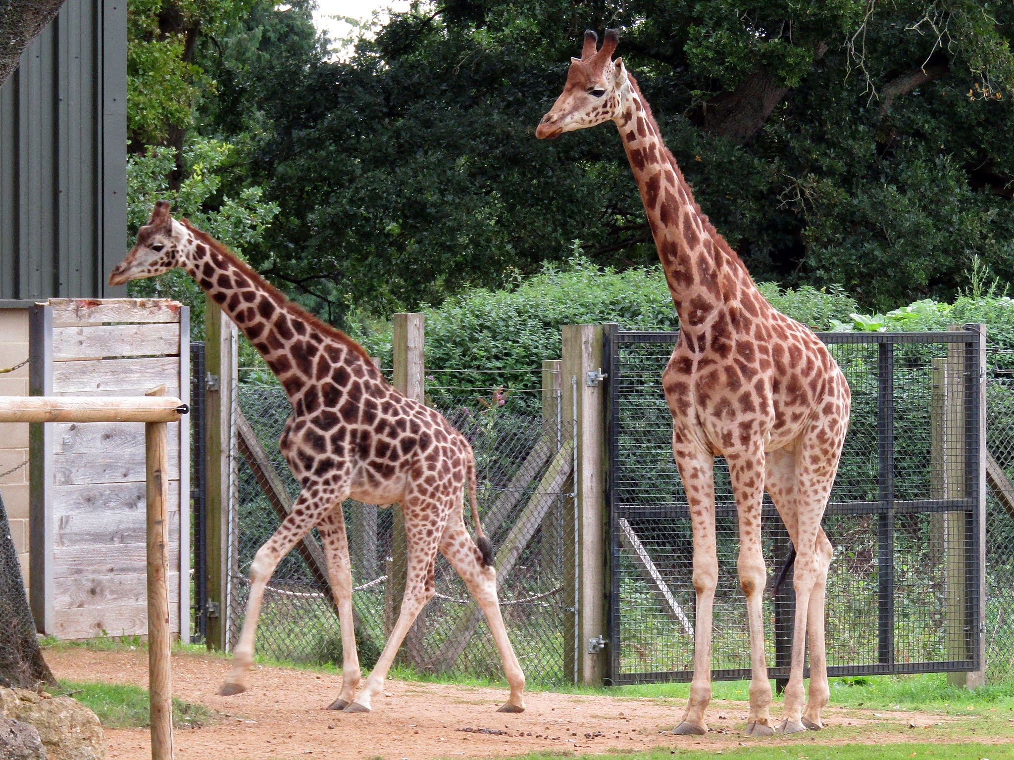 Photo of two giraffes in an enclosure at The Cotswold Wildlife Park. To the left, the smaller giraffe is walking away, while a taller giraffe stands still to the right in a yard with grass and patches worn down to soil. In the background, is a tall chain link fence, metal gate, wooden fencing, and a backdrop of green trees.