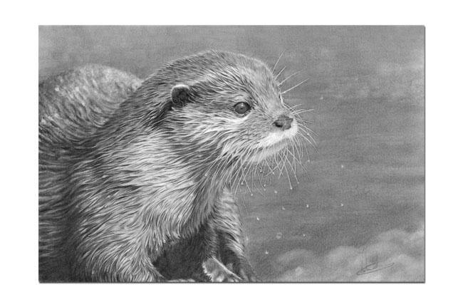 Nolon Stacey - A Pencil Artist's Blog: Otter Study finished