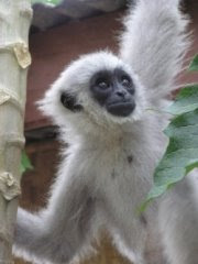 world monkey photos silvery gibbon located on island of java in indonesia endangered species