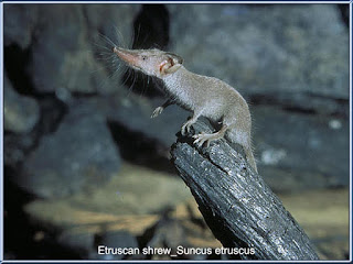 Tikus Etruscan (Etruscan Pygmy Shrew) adalah tikus terkecil didunia