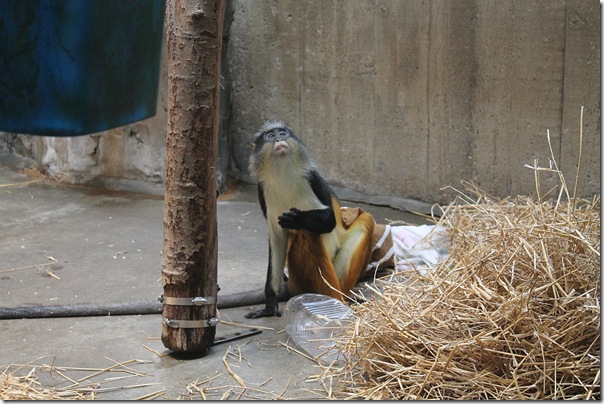 monkey business