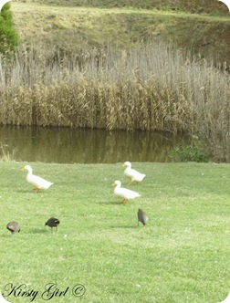 Picture 449blog3littleducks