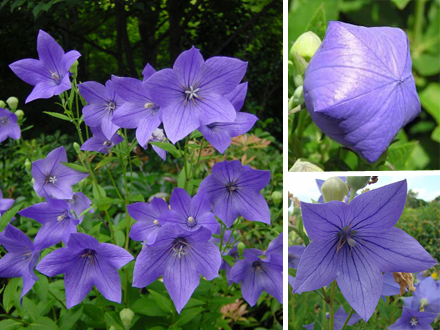 Beautiful Flower Names on Chinese Bellflower  Medicinal Plant With Beautiful Flower