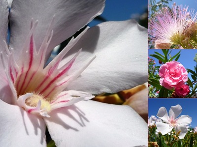 Ver flores lapa