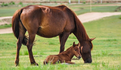 One of the primary causes for consternation among evolutionists is the origin of reproduction. Taken from a creation perspective, however, it makes sense.