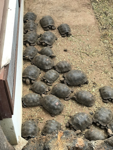 Centro de crianza Fausto Llerena en Isla Santa Cruz, Islas Galápagos