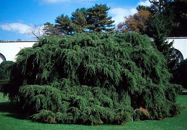 Weeping Trees For Landscaping