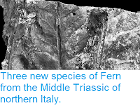 http://sciencythoughts.blogspot.co.uk/2013/06/three-new-species-of-fern-from-middle.html