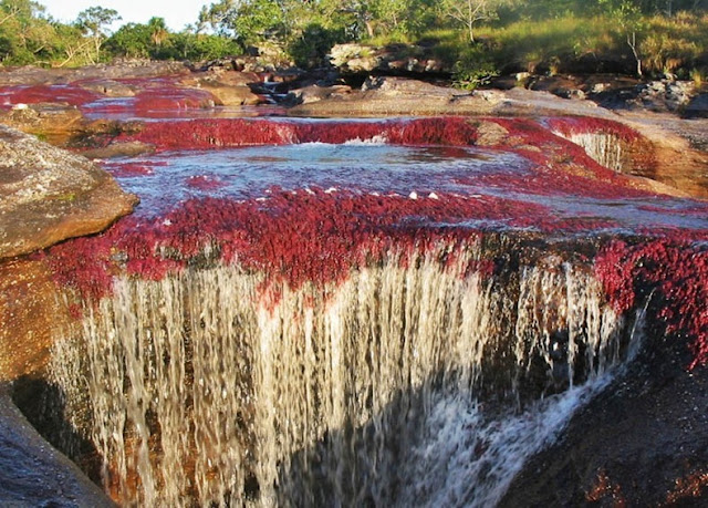 cano cristales 10%255B3%255D أجمل أنهار العالم ، نهر كانو كريستال ذو الألوان الخمسة في كولومبيا