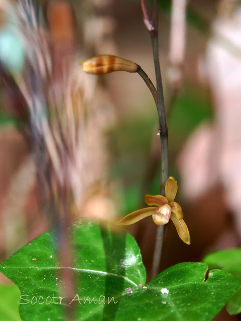 Lecanorchis suginoana