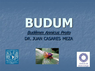 ¡Cuidado con el Budum!