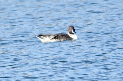 Northern Pintail