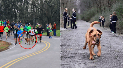 Perro se une accidentalmente a una maratón y termina en séptimo lugar