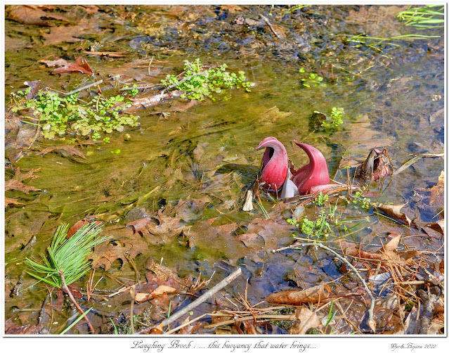 Laughing Brook: ... this buoyancy that water brings...