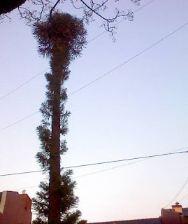 Árbol altísimo