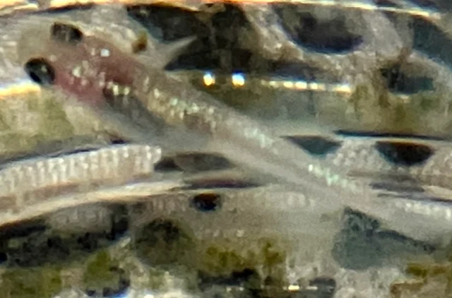 ラズリーメダカ 稚魚 ８１日目