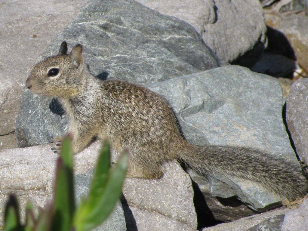 Solder in the Bay: Summer of ground squirrels