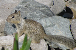 Hateful little cannibal squirrels could help California drought Grist