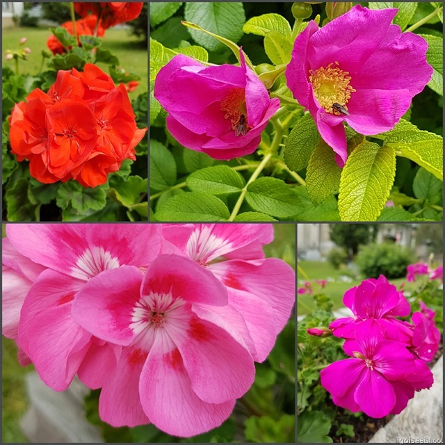 Flower collage - at park