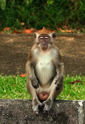 Meditating Monkeys Seen On www.coolpicturegallery.us