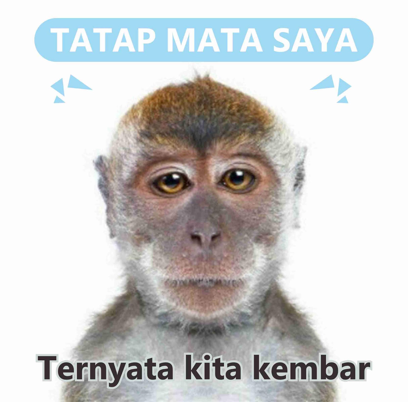 Kumpulan Meme Lucu Banget Buat Komen Facebook Gambar Lucu Terbaru