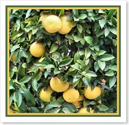 grapefruits