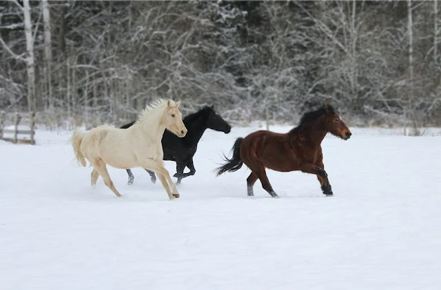 Mùa đông với Ngựa