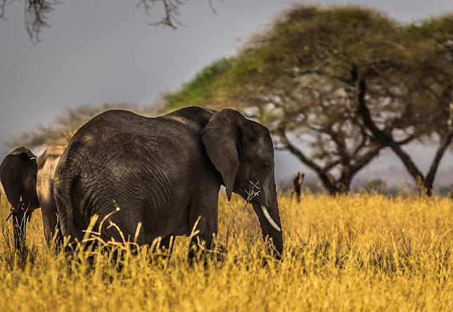 Conservation Efforts for Elephants