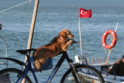 Dog Is Driving Bicycle