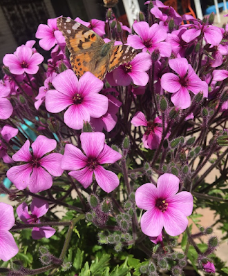 Pink Geranium maderense flowers