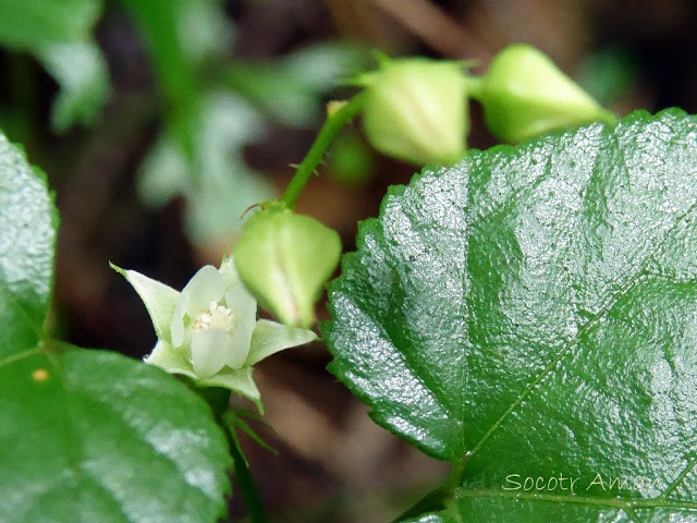 Rubus hakonensis