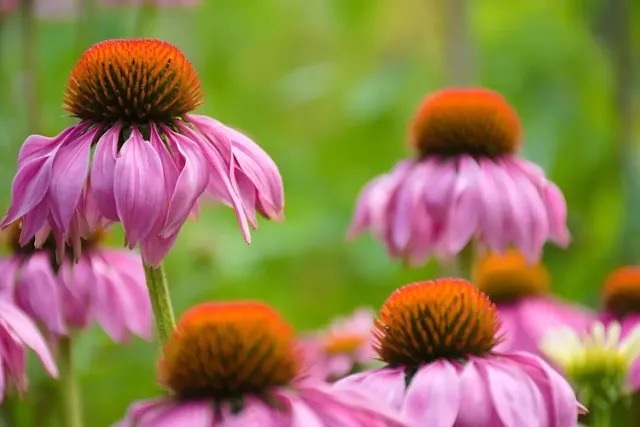 Equinácea-Echinacea-purpurea-Purpúrea-Flor-de-cone-Púrpura-Rudbéquia